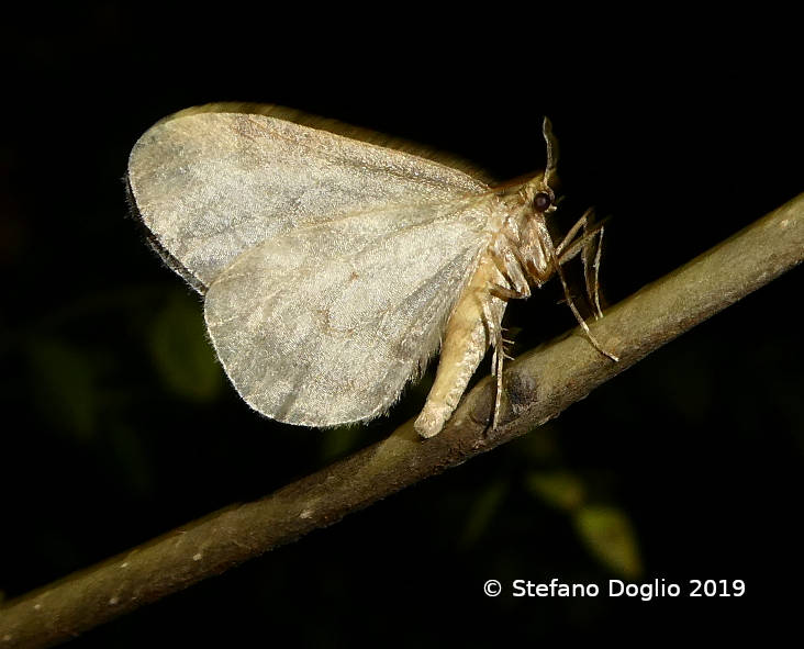 piccola falena di febbraio: Operophtera brumata, maschio (Geometridae)